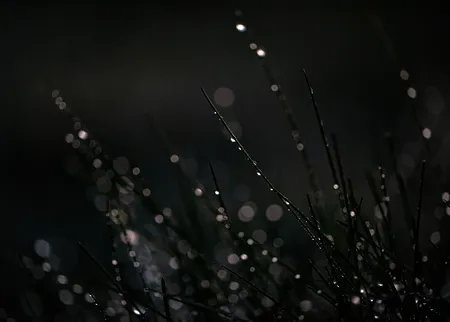 Grass On the night